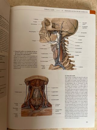 PAC-Prometheus y Ribes: Atlas de Anatomía e Ing...
