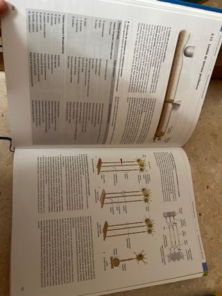 PAC-Prometheus y Ribes: Atlas de Anatomía e Ing...