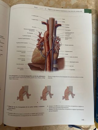 PAC-Prometheus y Ribes: Atlas de Anatomía e Ing...
