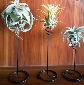 Soportes Tillandsias / plantas aéreas