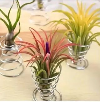 Soportes Tillandsias / plantas aéreas