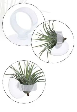 Soportes Tillandsias / plantas aéreas