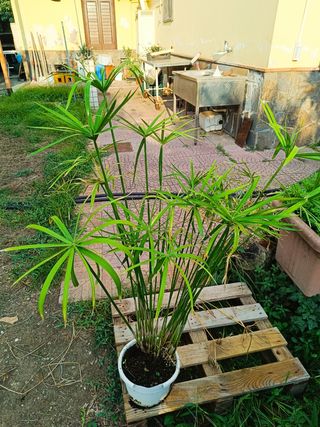 Pianta Cyperus Alternifolis
Falso Papiro