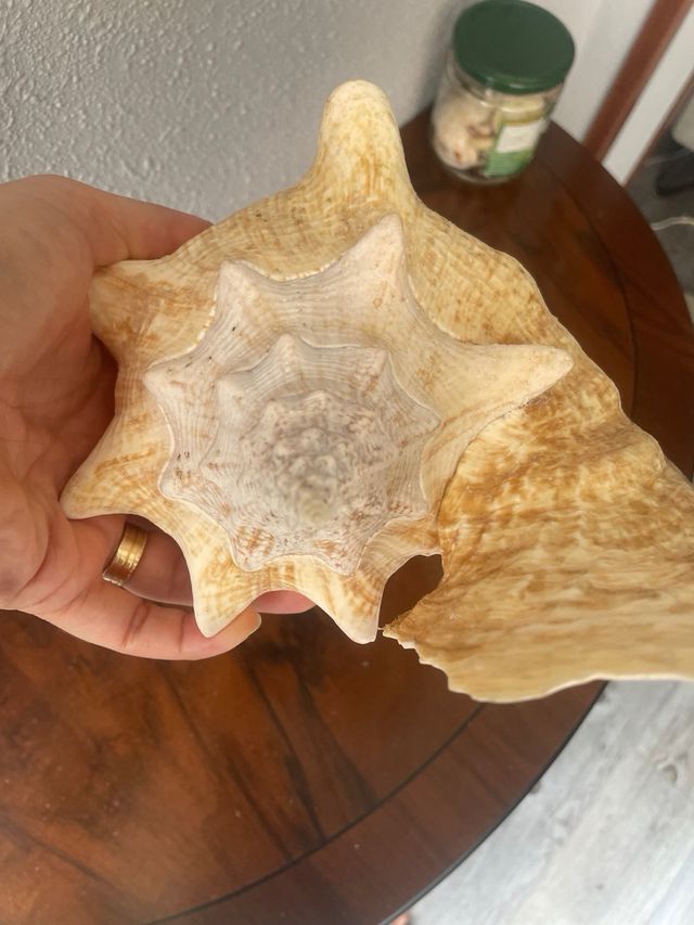 Caracola marina Caribeña Original