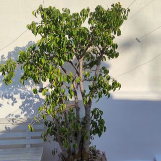 Ficus Benjamina - Árbol grande , con luz solar