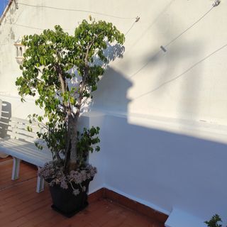 Ficus Benjamina - Árbol grande , con luz solar