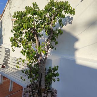Ficus Benjamina - Árbol grande , con luz solar