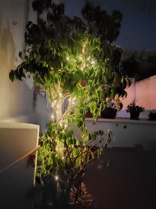 Ficus Benjamina - Árbol grande , con luz solar