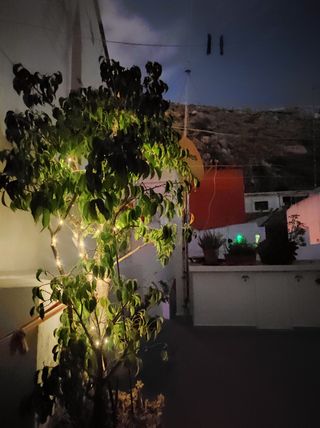 Ficus Benjamina - Árbol grande , con luz solar