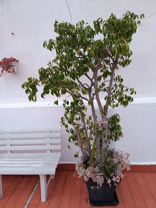 Ficus Benjamina - Árbol grande , con luz solar
