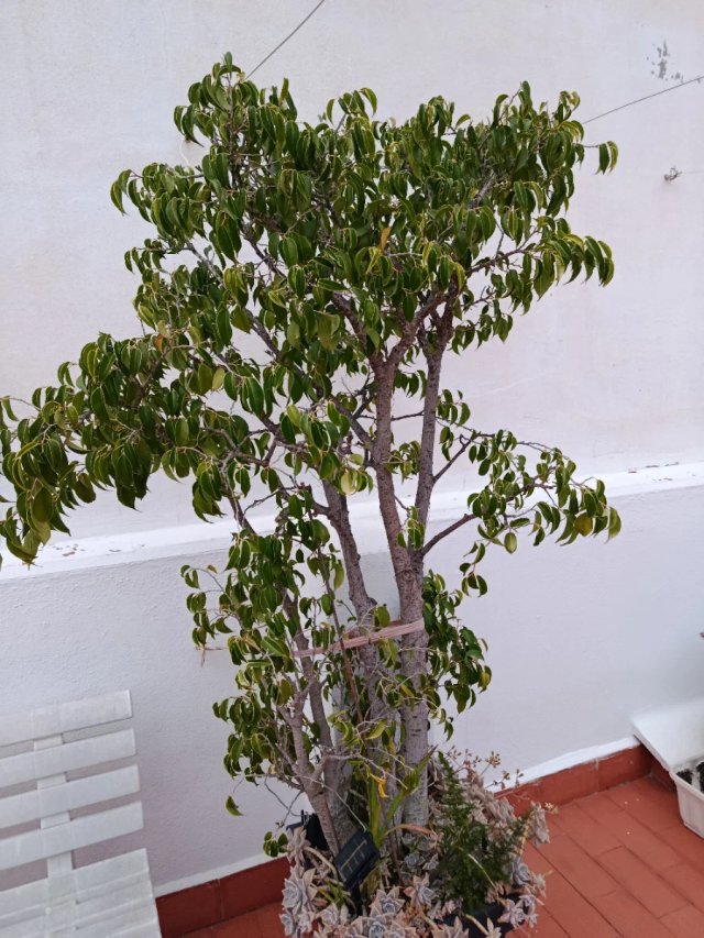 Ficus Benjamina - Árbol grande , con luz solar
