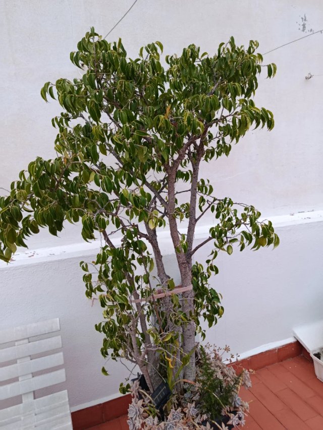 Ficus Benjamina - Árbol grande , con luz solar