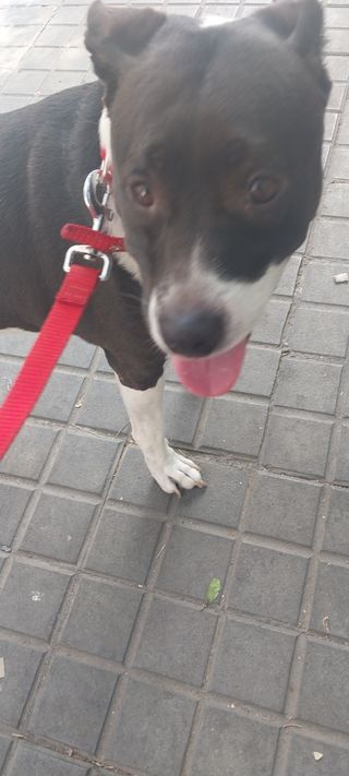 Alojamiento y Paseos de Perros