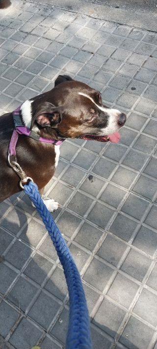 Alojamiento y Paseos de Perros