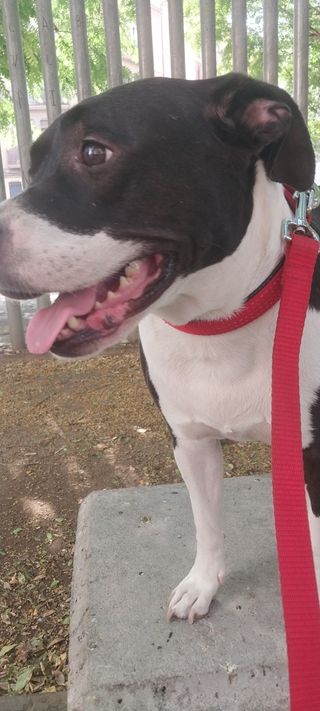 Alojamiento y Paseos de Perros