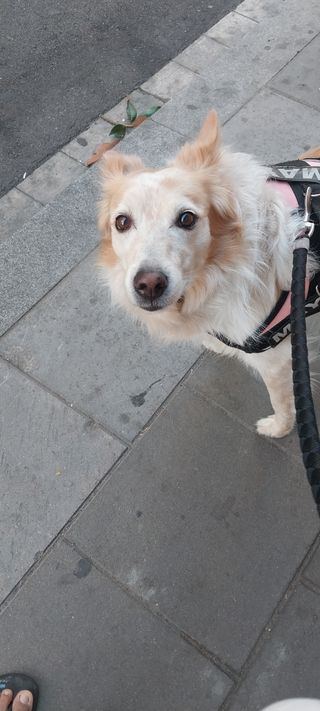 Alojamiento y Paseos de Perros