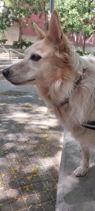 Alojamiento y Paseos de Perros