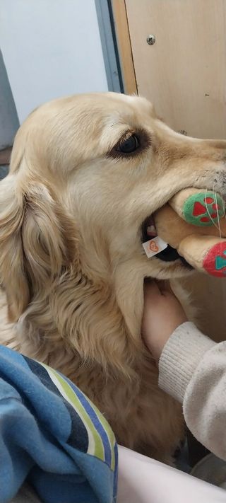 Alojamiento y Paseos de Perros