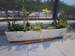 5 Jardineras con plantas. Lote.