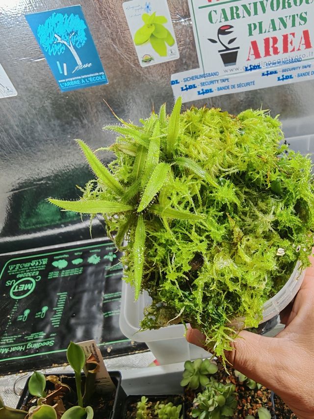 2x Drosera Adelae + Tarrito de Sphagnum premium