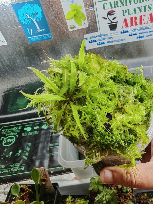 2x Drosera Adelae + Tarrito de Sphagnum premium