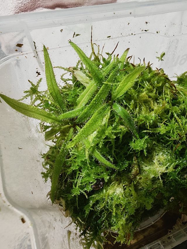 2x Drosera Adelae + Tarrito de Sphagnum premium