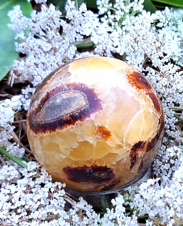 Qualità premium Septaria ● Pietra minerale del drago