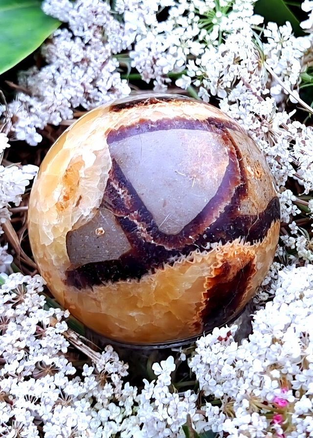 Qualità premium Septaria ● Pietra minerale del drago