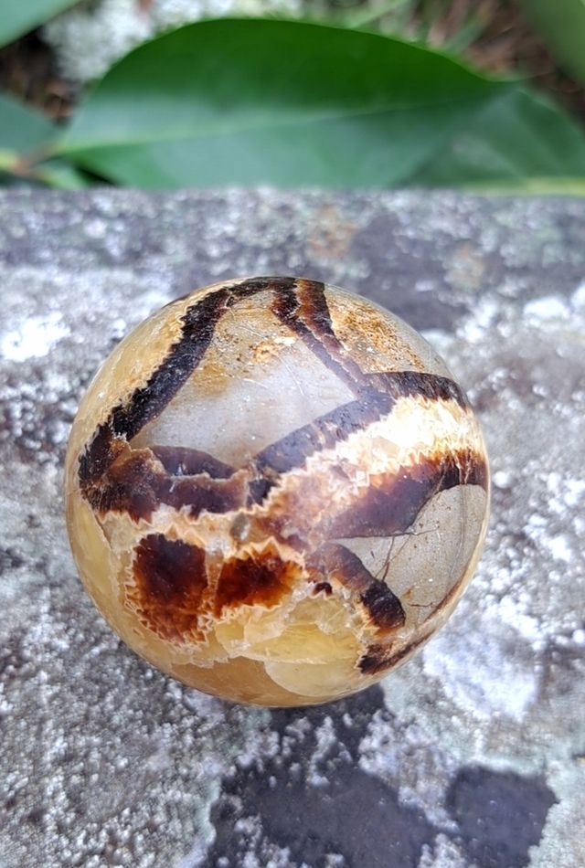 Qualità premium Septaria ● Pietra minerale del drago