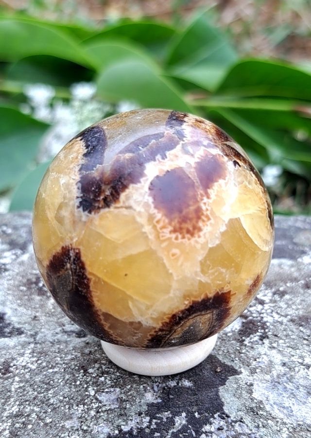 Qualità premium Septaria ● Pietra minerale del drago