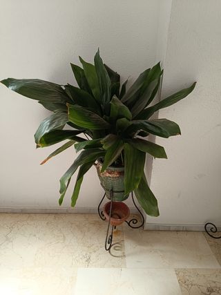 Planta Dracaena marginata
