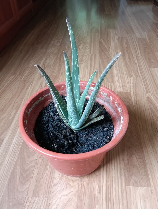 Aloe vera - Planta