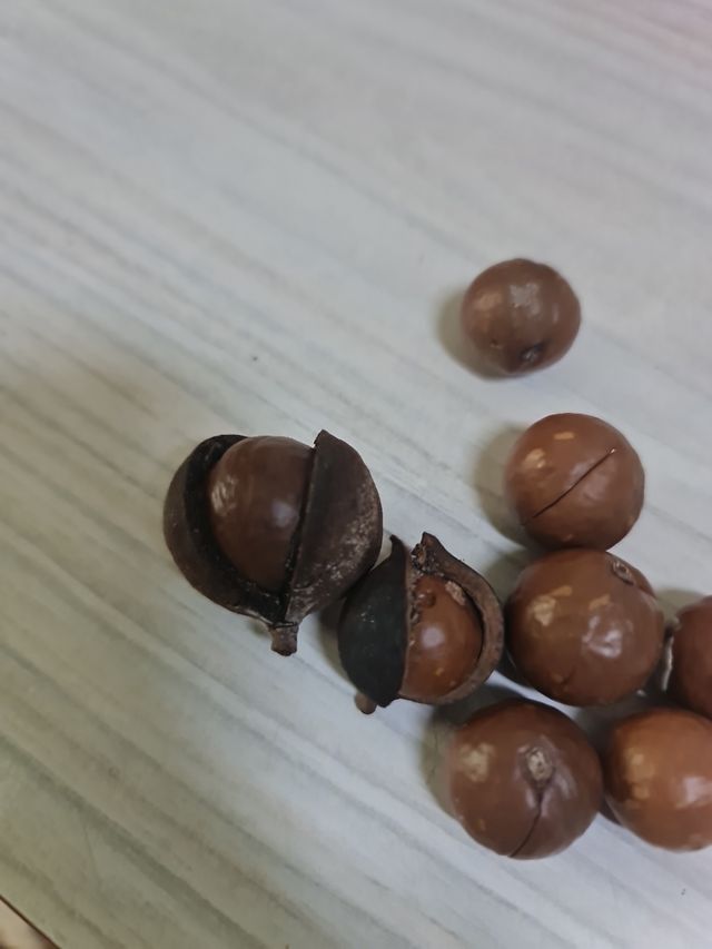 6 semillas de macadamia