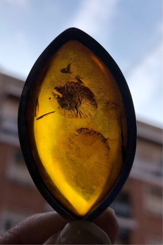 Colgante ámbar con insectos