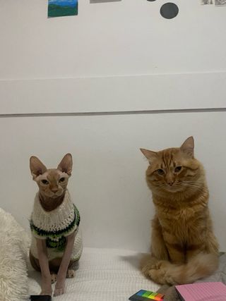 (cuidador de mascotas)