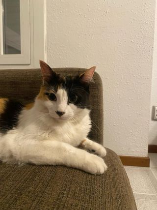 (cuidador de mascotas)