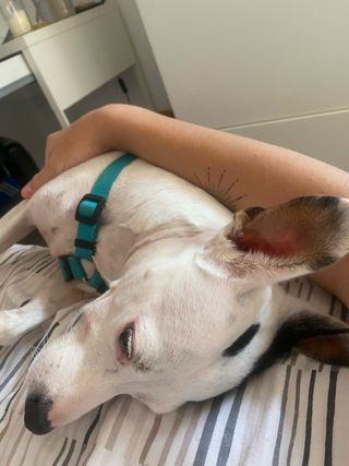 (cuidador de mascotas)