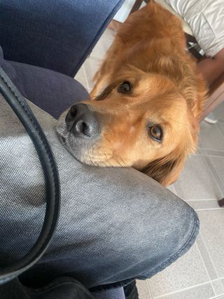 (cuidador de mascotas)