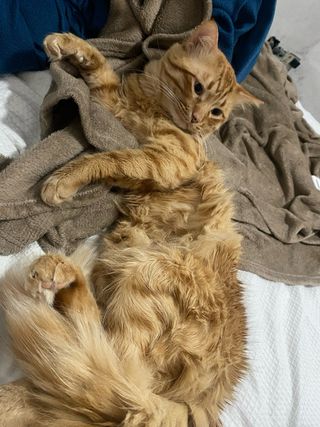 (cuidador de mascotas)