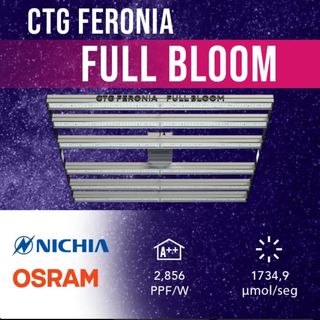 Luminaria CTG Feronia Full Bloom