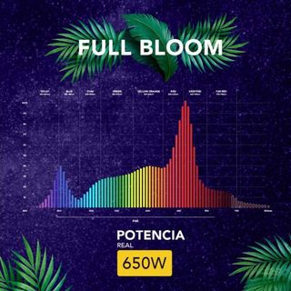 Luminaria CTG Feronia Full Bloom