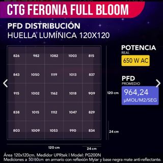 Luminaria CTG Feronia Full Bloom