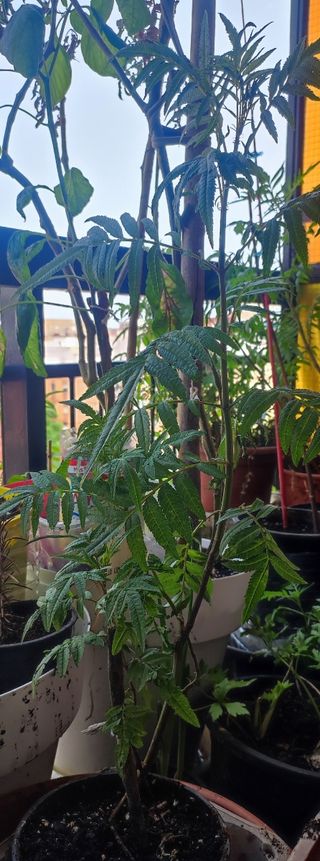 Planta Huacatay -  Maceta