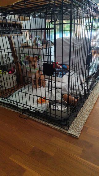 Jaula para perro metálica plegable.