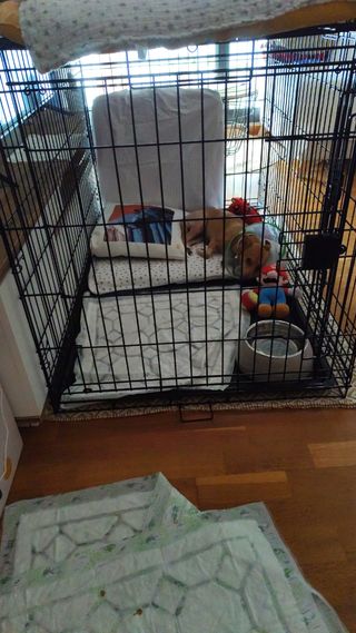 Jaula para perro metálica plegable.