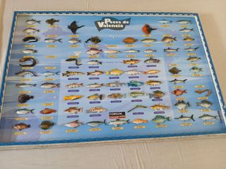 Peces Valencia: Cuadro educativo Levante