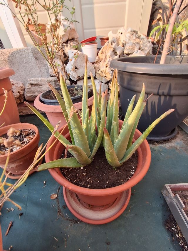 3x Aloe Vera - Planta suculenta