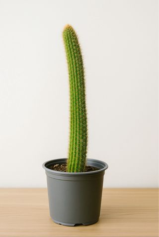 Cactus coña de mono