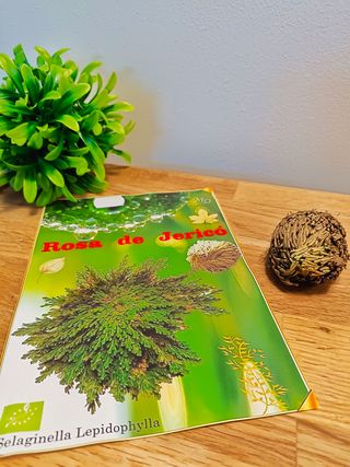 Rosa di Gerico - Selaginella Lepidophylla