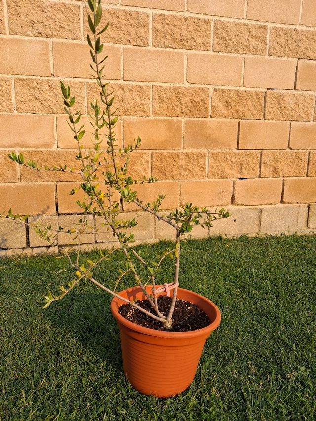 Olivo joven en maceta